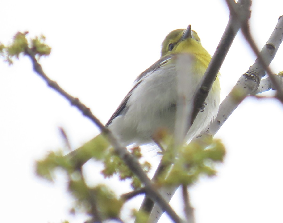 Viréo à gorge jaune - ML569174841