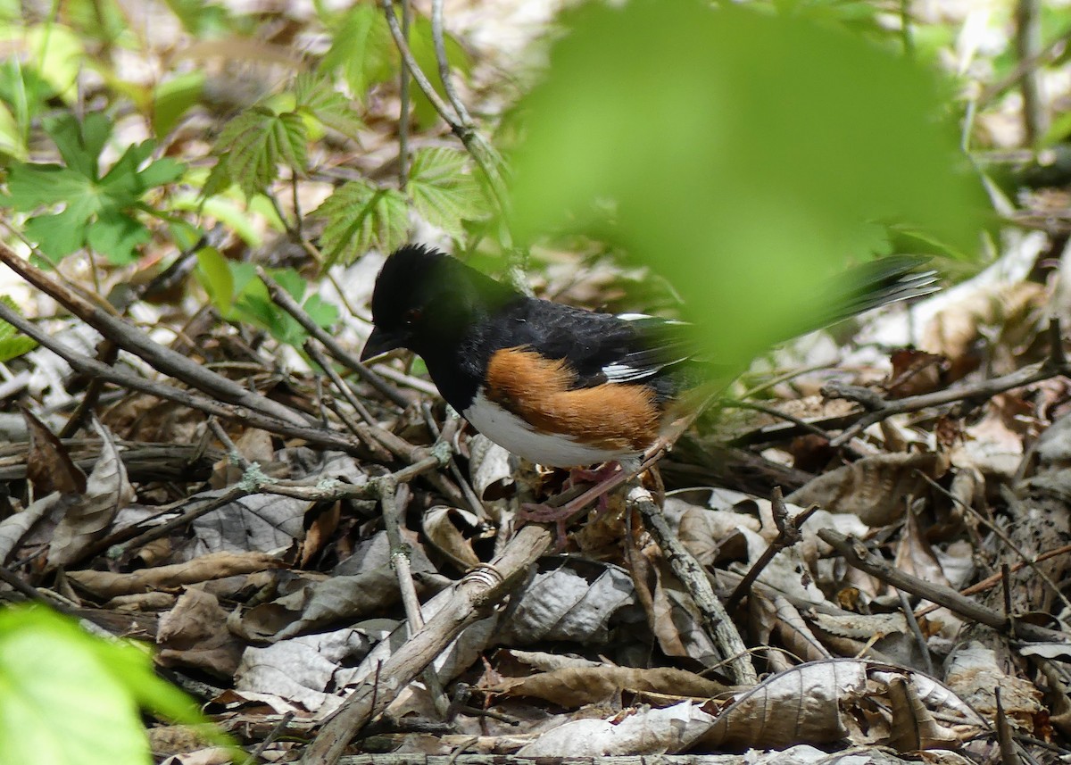 Eastern Towhee - ML569175011