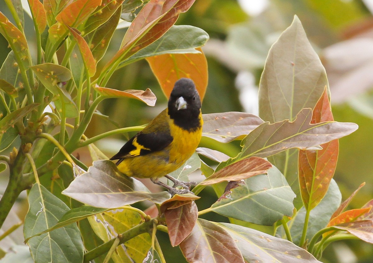 Black-headed Siskin - ML569175451