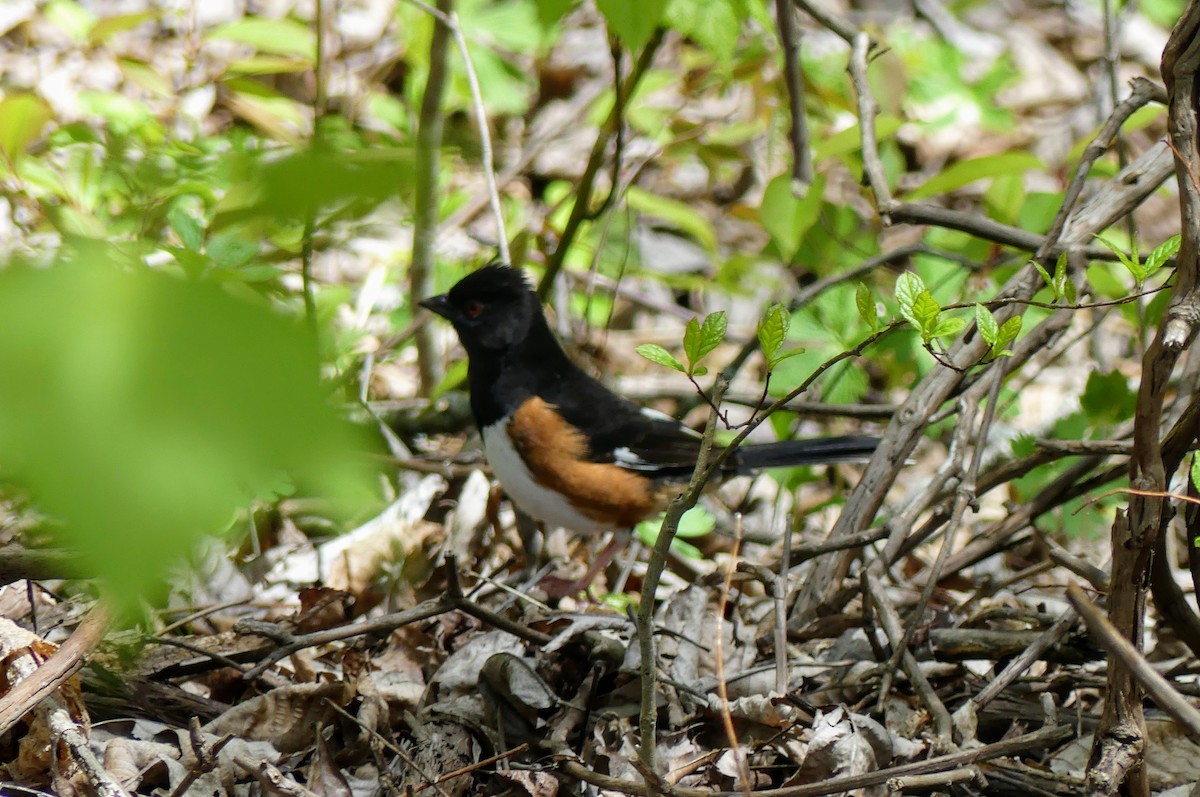 Eastern Towhee - ML569175561