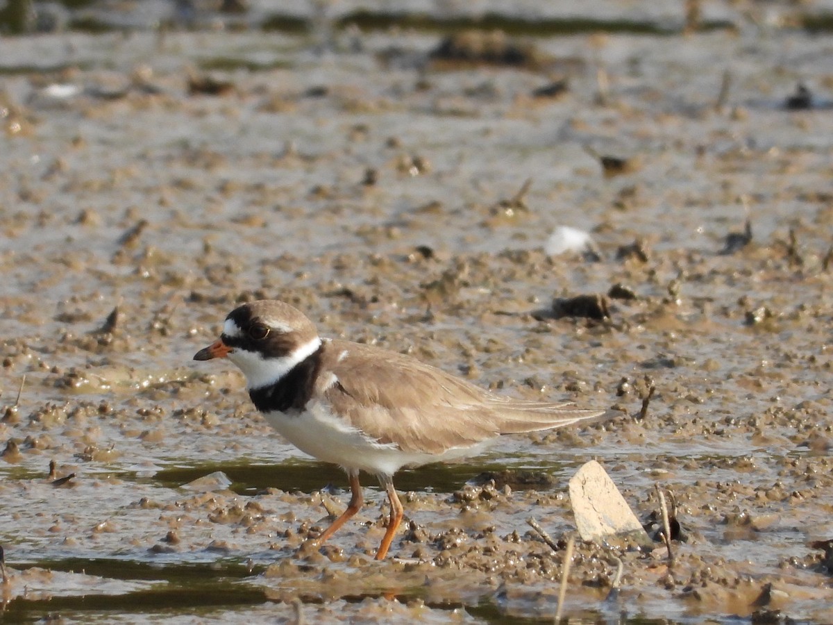 Semipalmated Plover - ML569175721