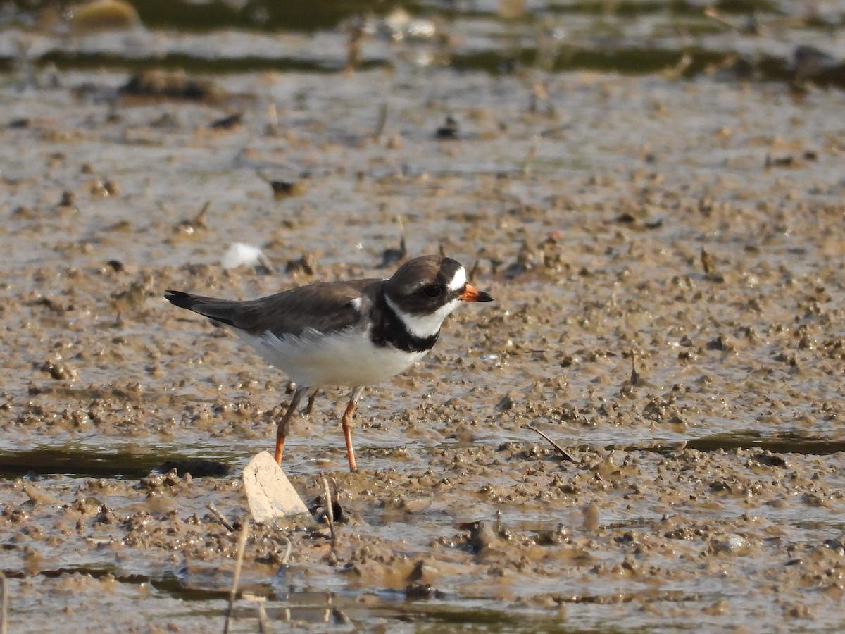 Semipalmated Plover - ML569175731
