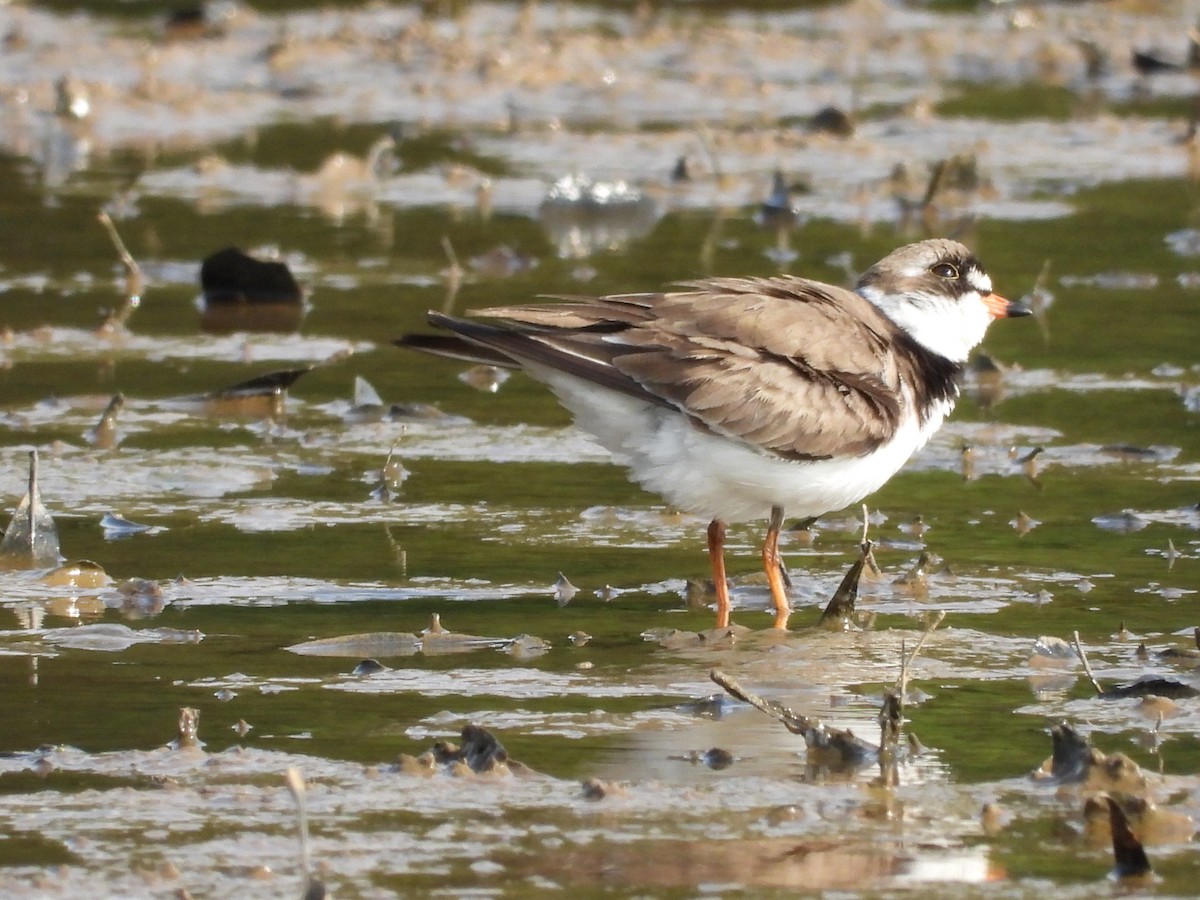 Semipalmated Plover - ML569175741