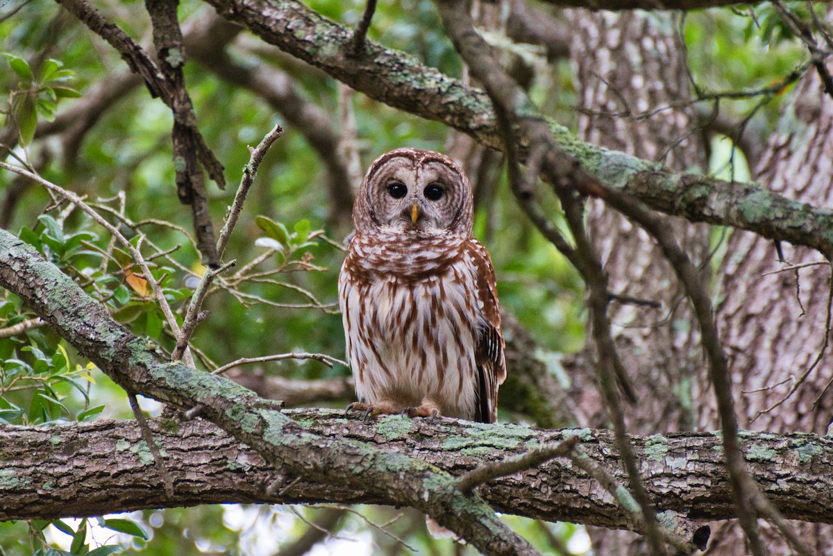 Barred Owl - Donald Fullmer