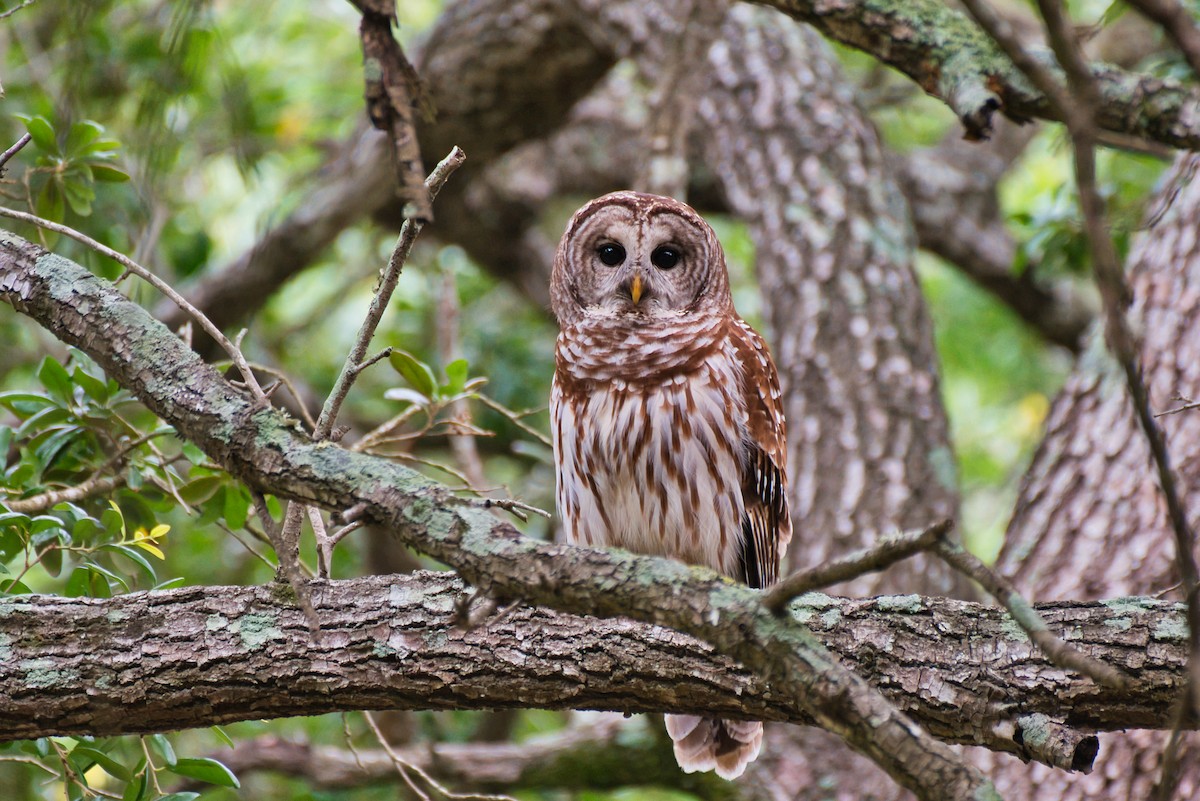 Barred Owl - Donald Fullmer
