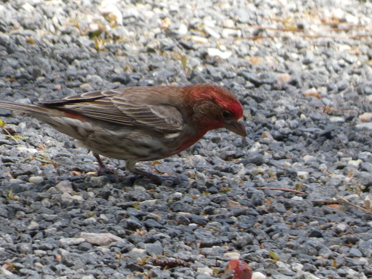 House Finch - Larissa  Barrios