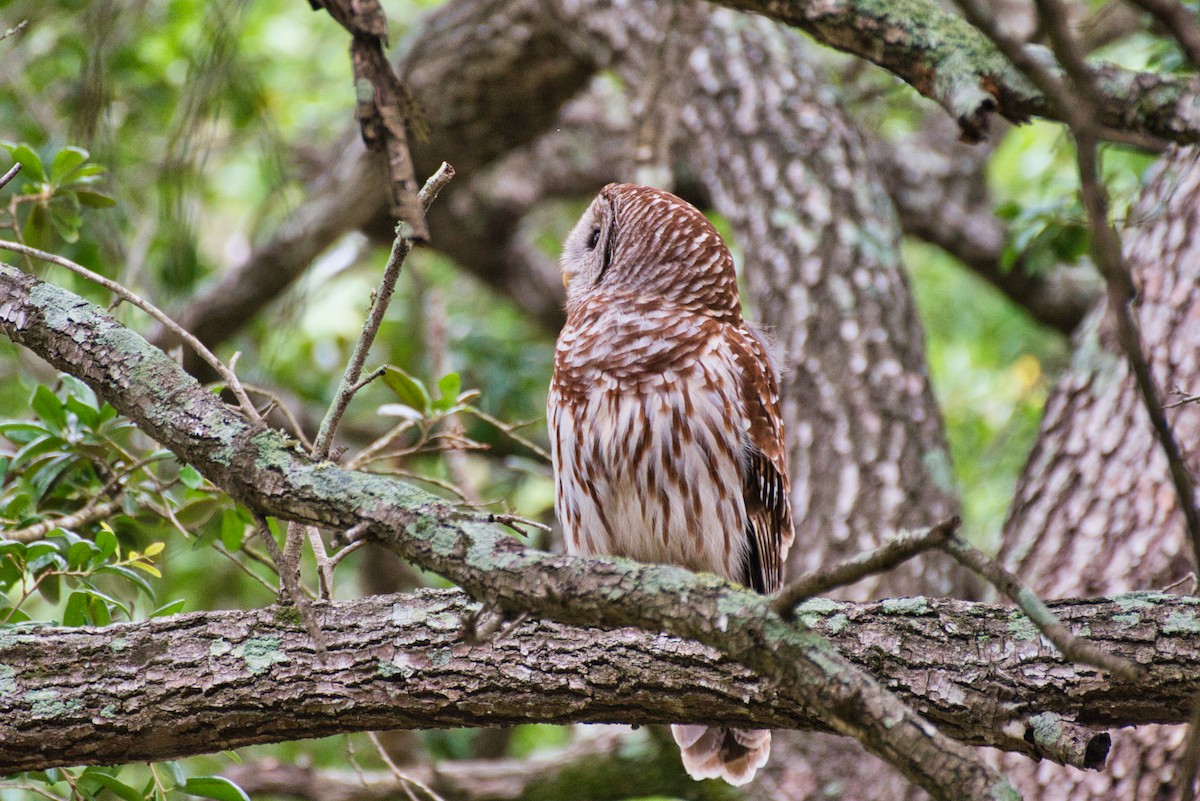 Barred Owl - Donald Fullmer