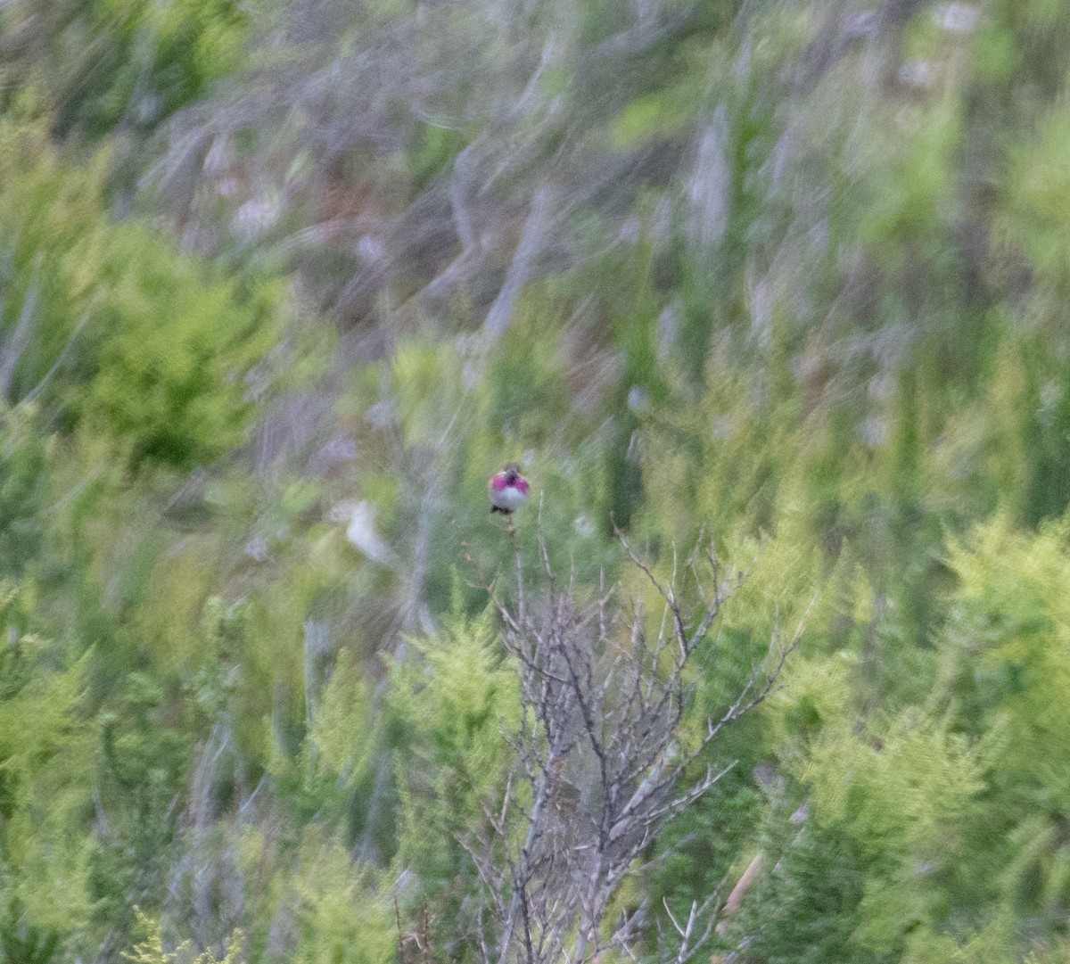 Calliope Hummingbird - ML569176151