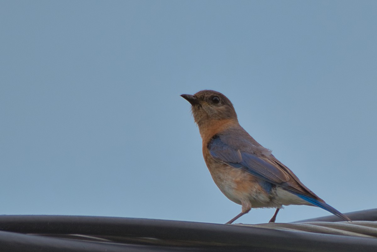 Eastern Bluebird - Donald Fullmer