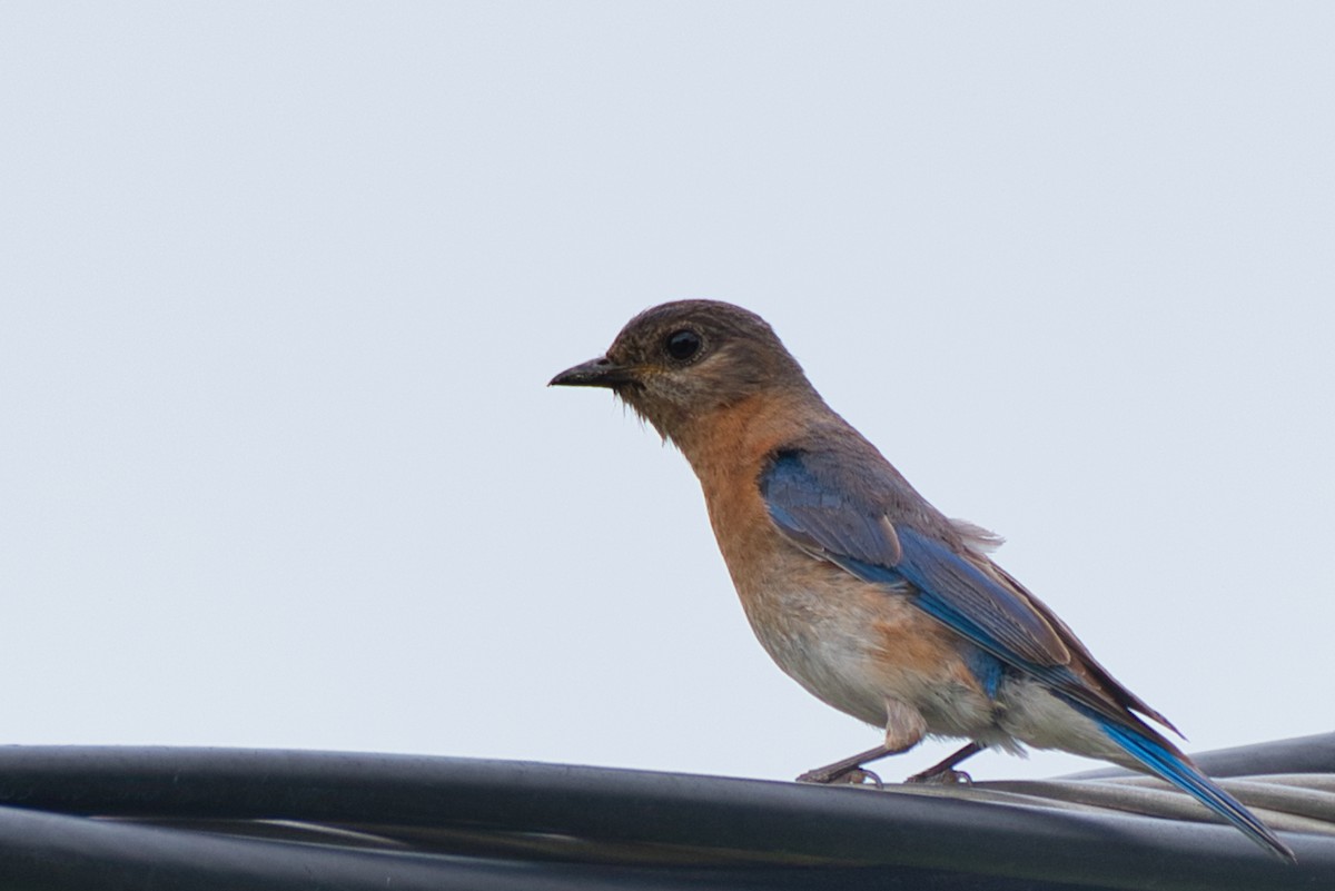 Eastern Bluebird - Donald Fullmer