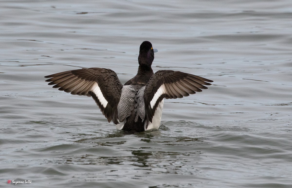 Lesser Scaup - Suzanne Labbé