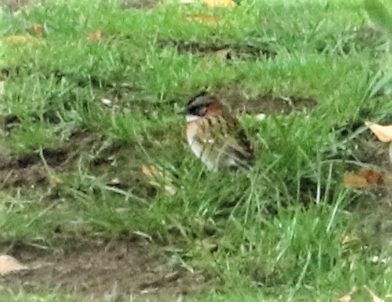 Rufous-collared Sparrow - ML569176651