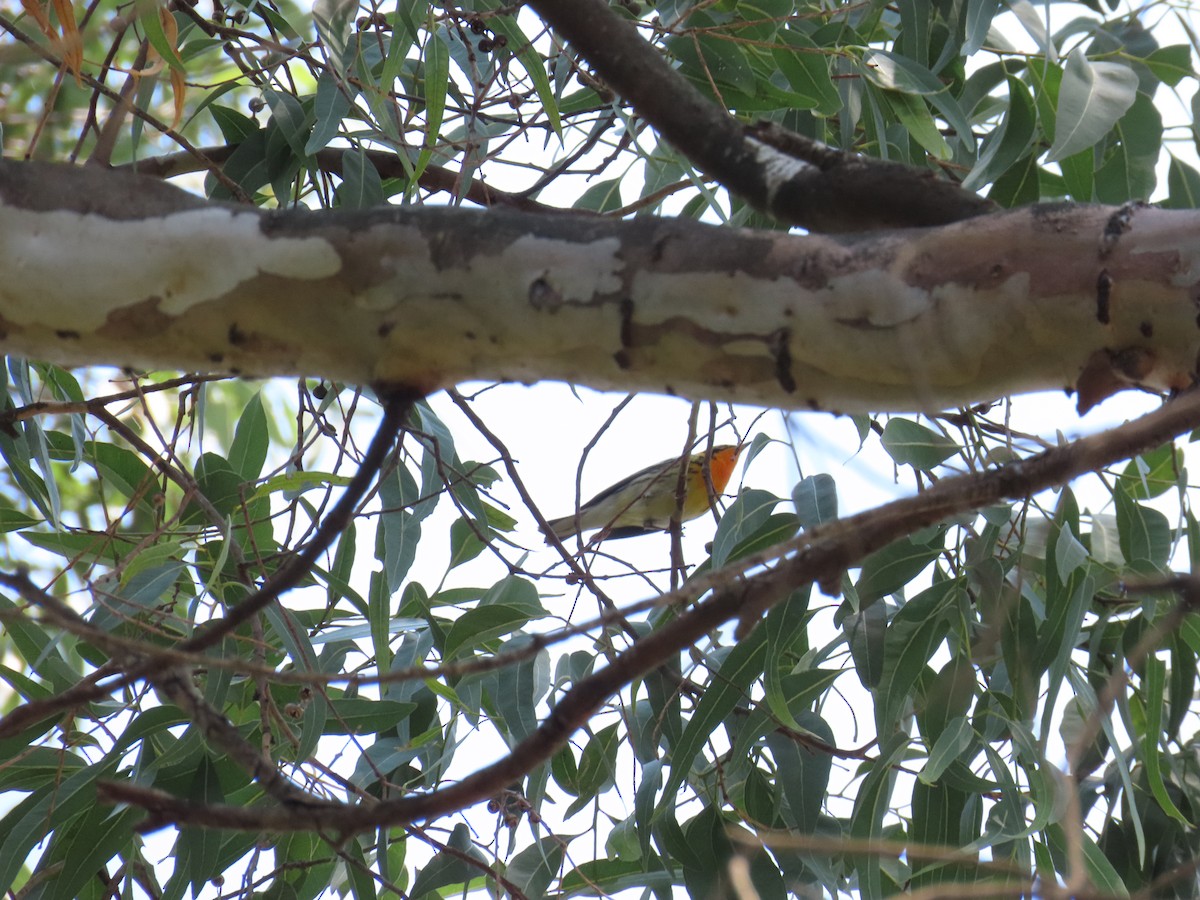 Blackburnian Warbler - ML569176671