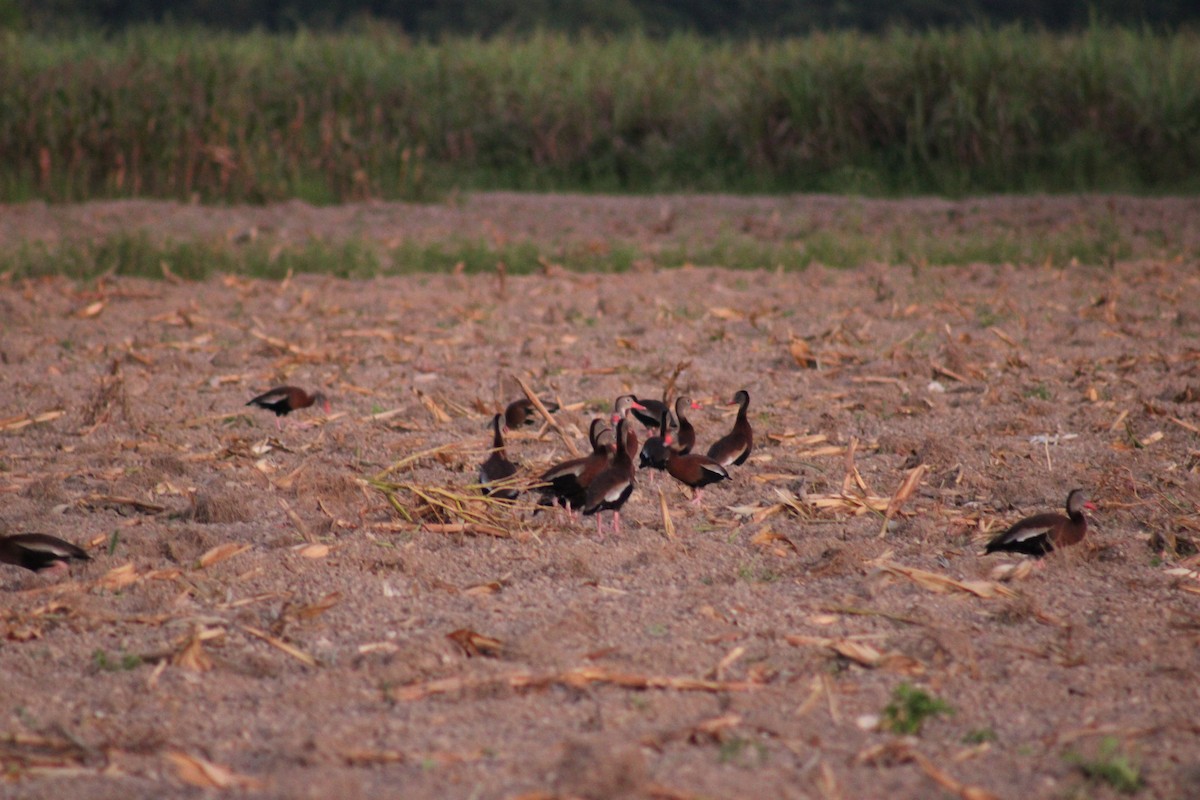 Black-bellied Whistling-Duck - ML569176691