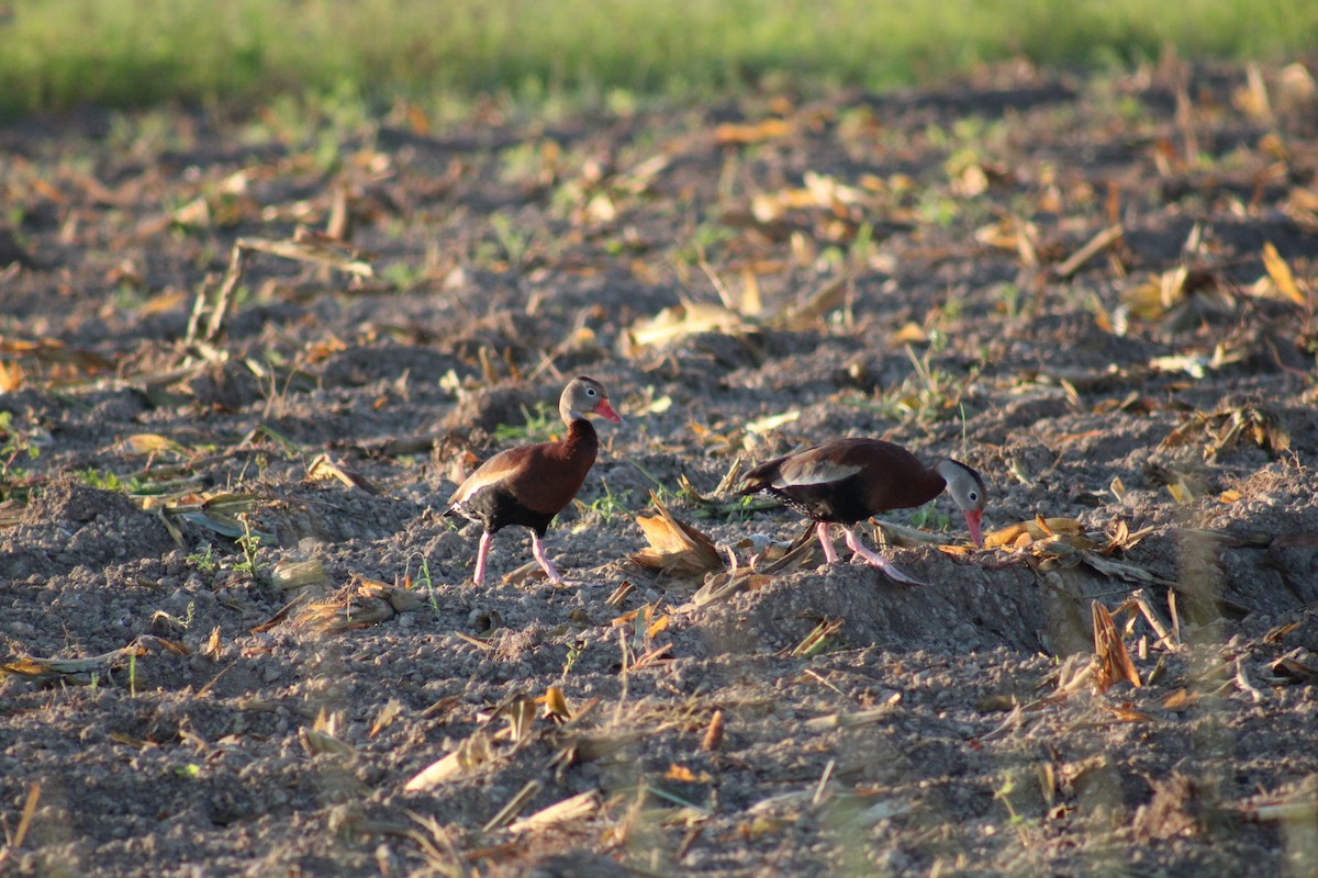 Black-bellied Whistling-Duck - ML569176711