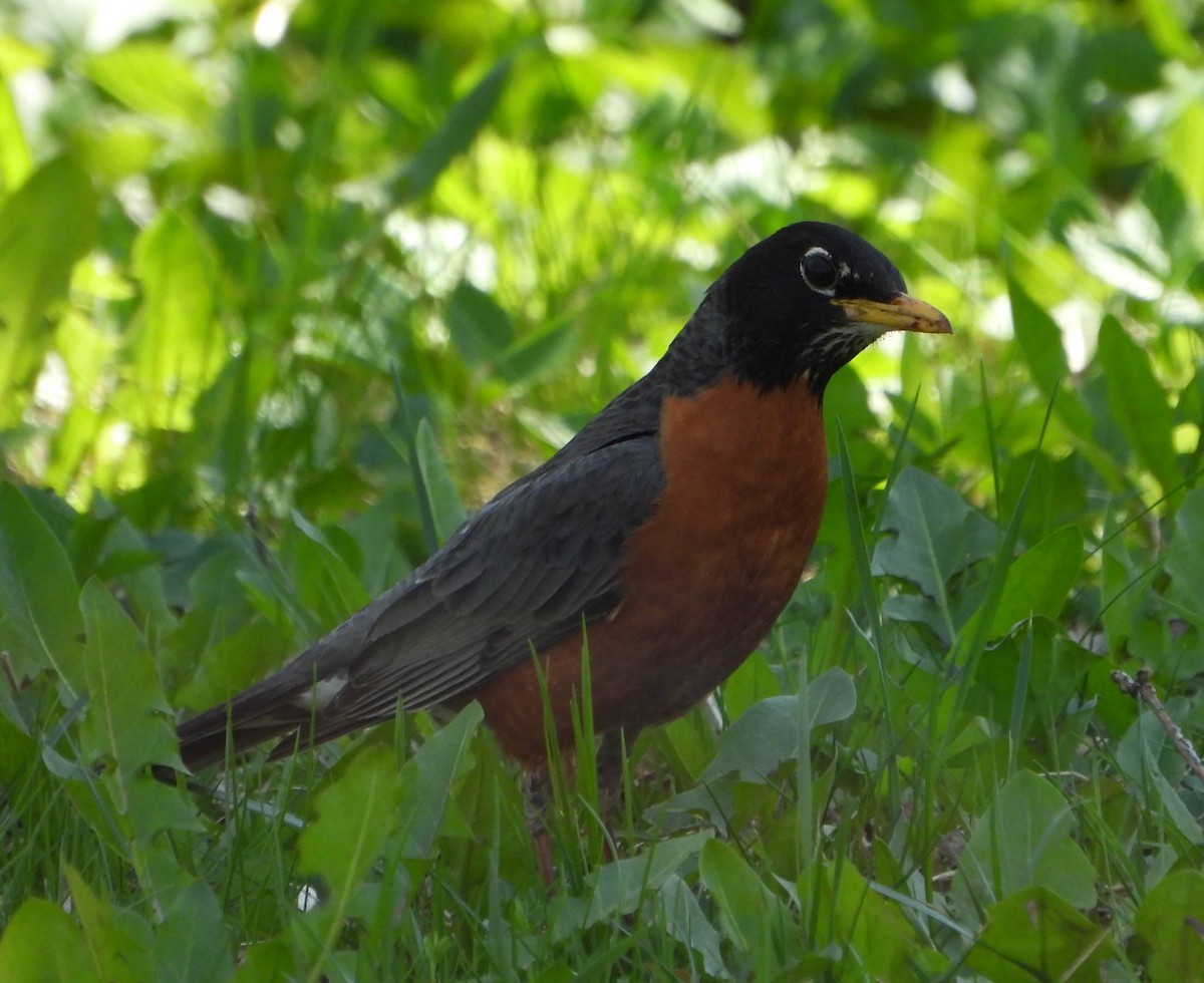 American Robin - ML569177761