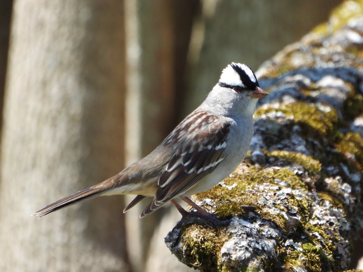 White-crowned Sparrow - ML569177891