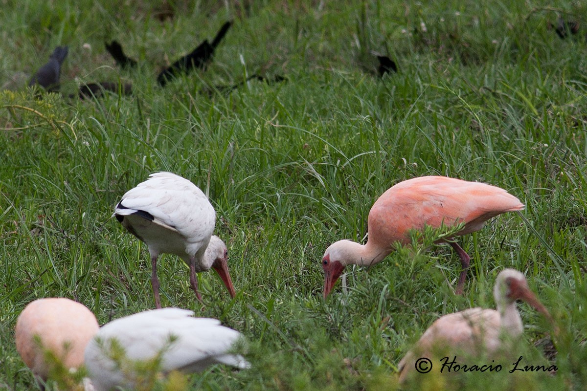 White x Scarlet Ibis (hybrid) - ML56917801