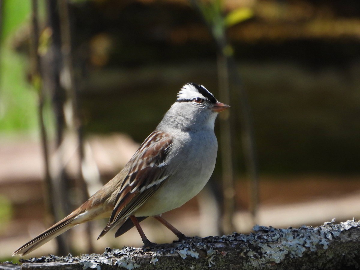 White-crowned Sparrow - ML569178121