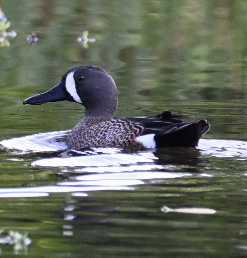 Blue-winged Teal - ML569178151