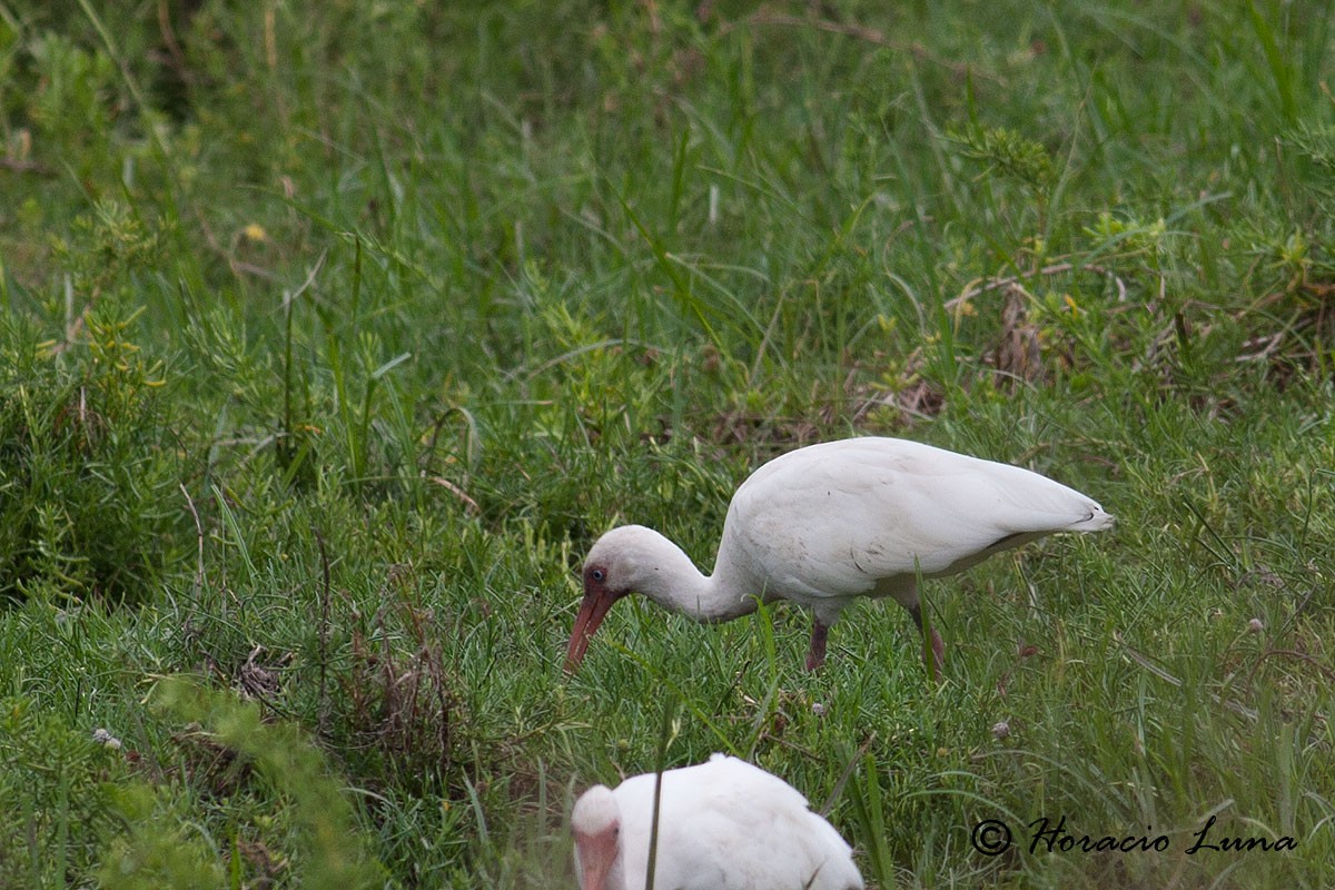 White Ibis - ML56917821