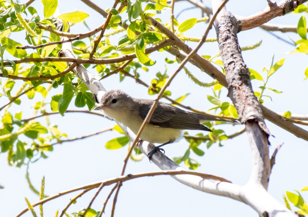 Warbling Vireo (Eastern) - ML569178231