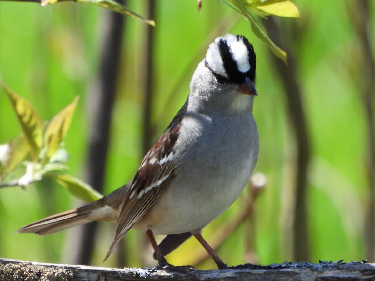 White-crowned Sparrow - ML569178311