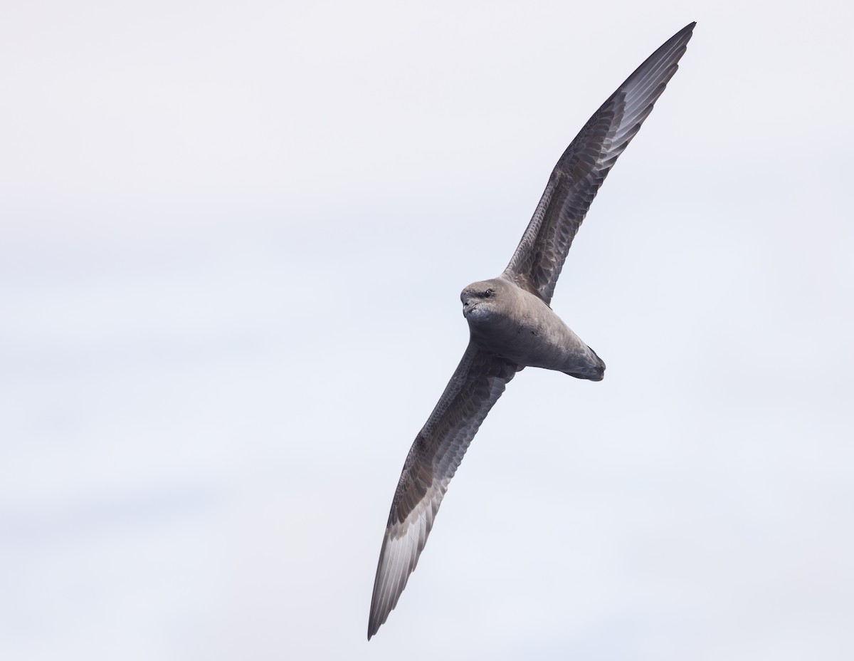 Murphy's Petrel - ML569178411