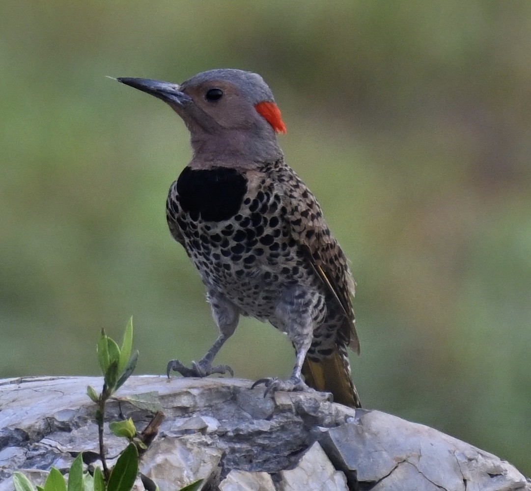 Northern Flicker (Grand Cayman I.) - ML569178561