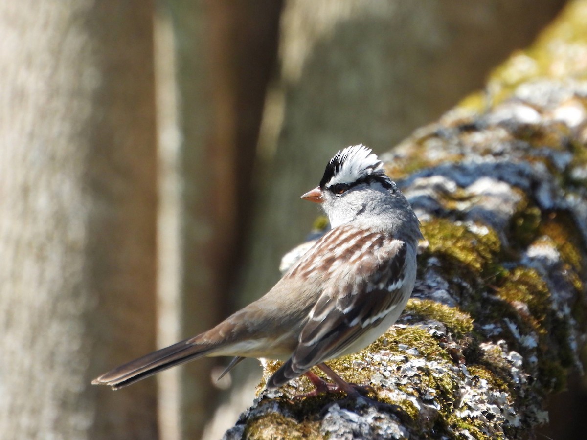 White-crowned Sparrow - ML569179021