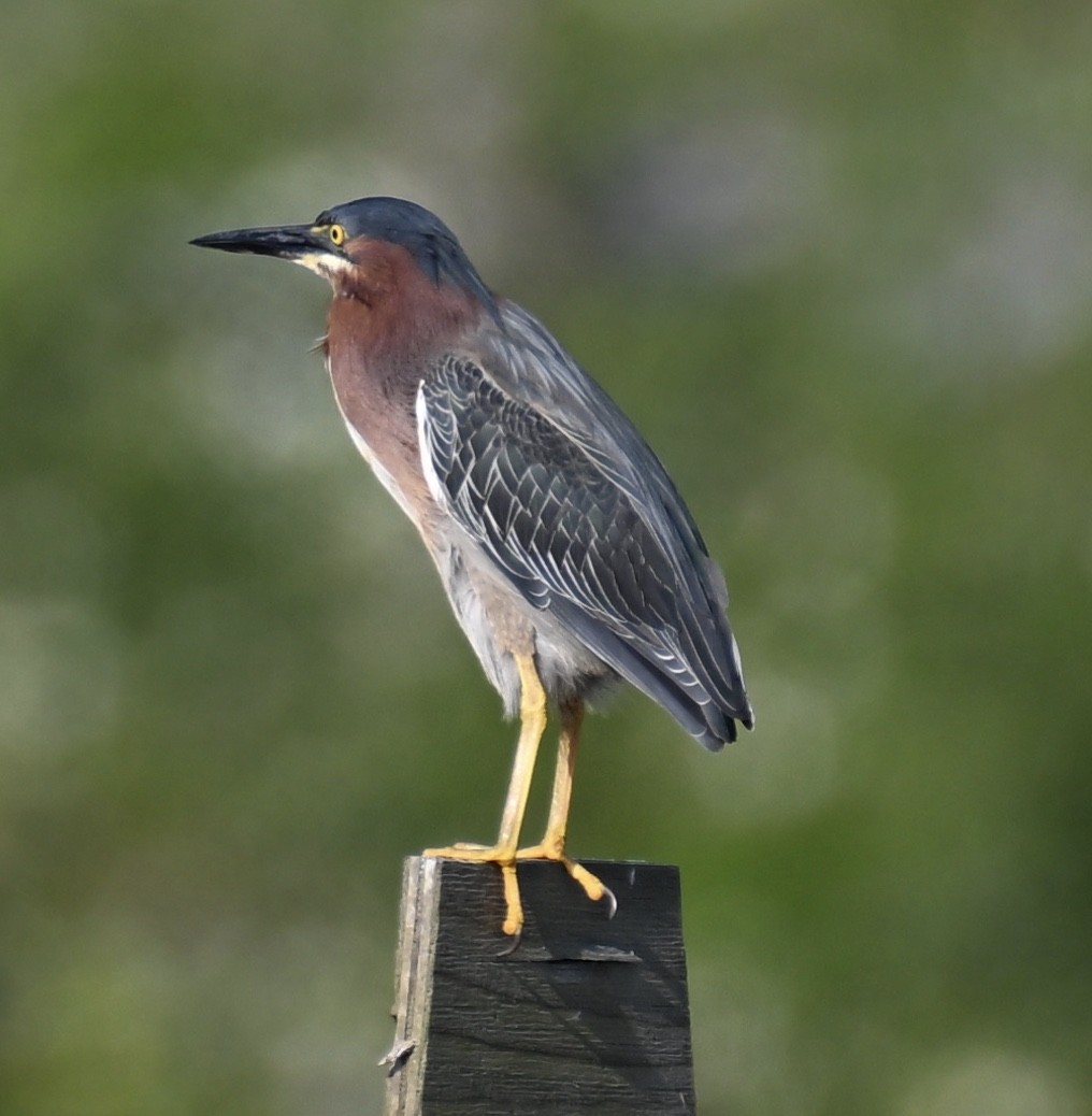 Green Heron - ML569179831