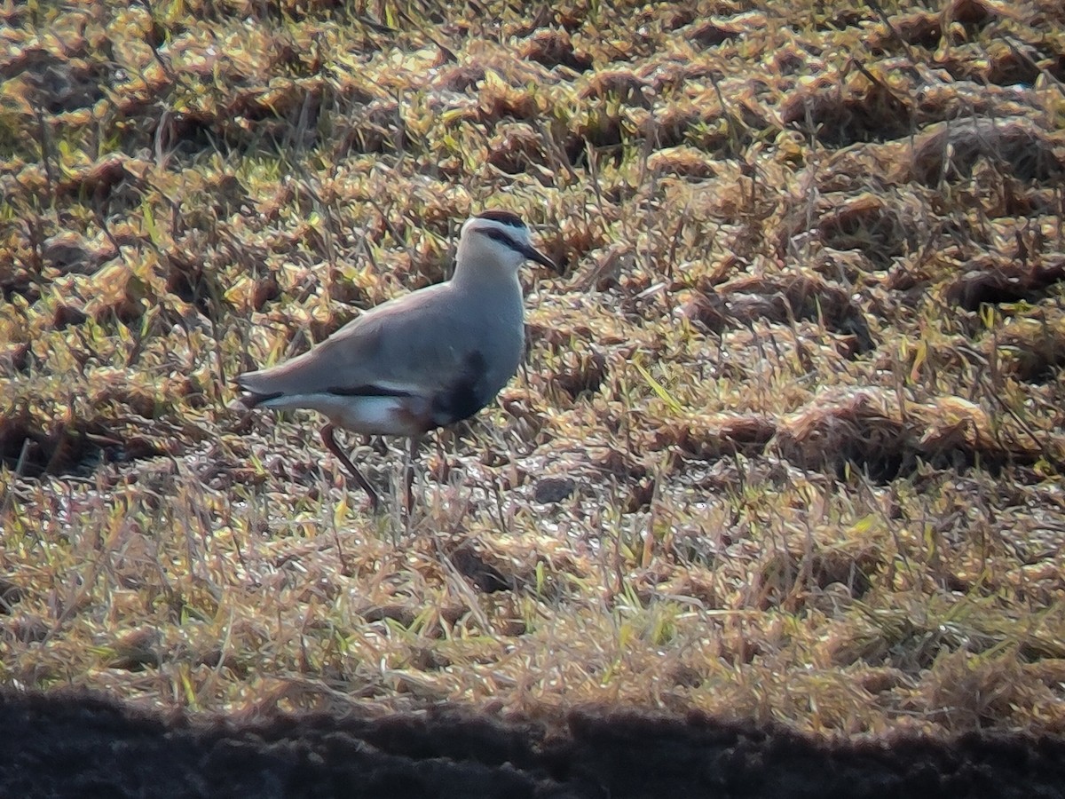 Sociable Lapwing - ML569179971