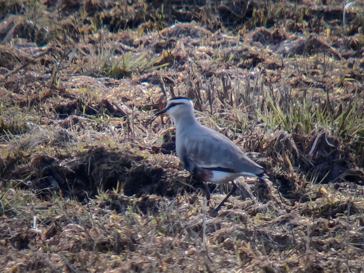 Sociable Lapwing - ML569180161