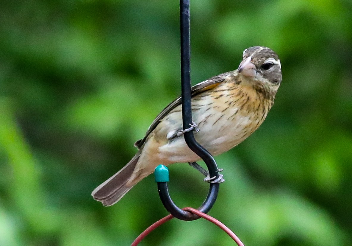 Rose-breasted Grosbeak - ML569180191