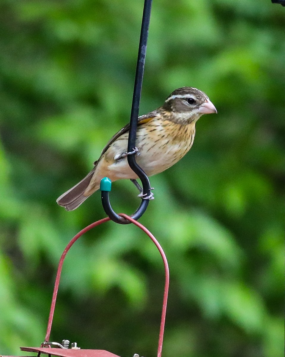 Rose-breasted Grosbeak - ML569180201