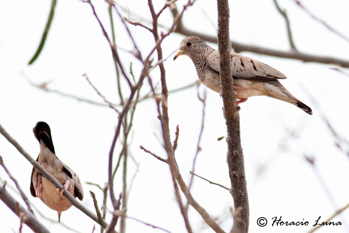 Common Ground Dove - ML56918021