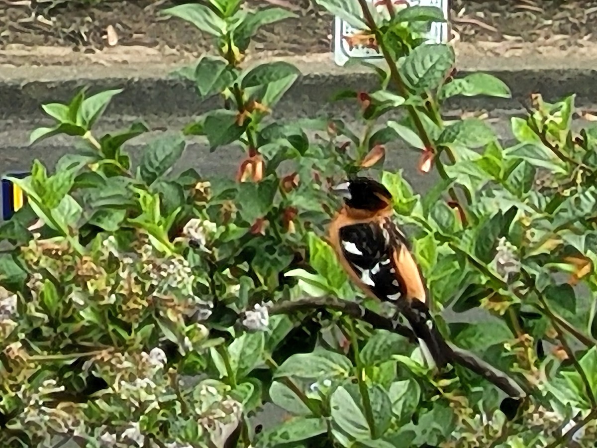 Black-headed Grosbeak - ML569180271