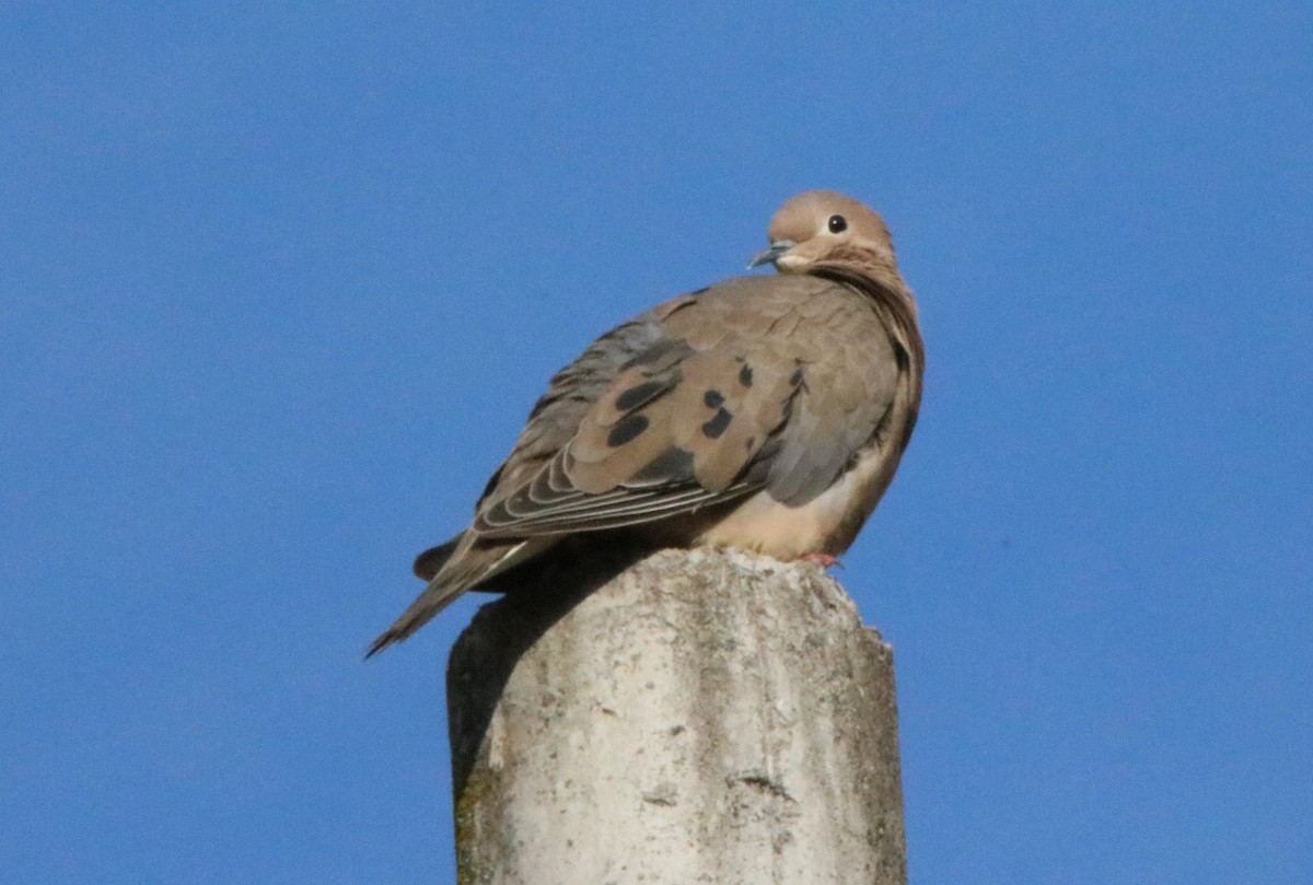 Eared Dove - ML569180391