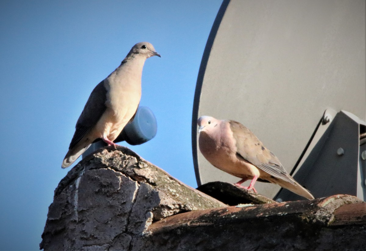 Eared Dove - ML569180451