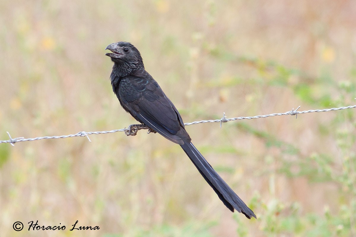 Groove-billed Ani - ML56918061