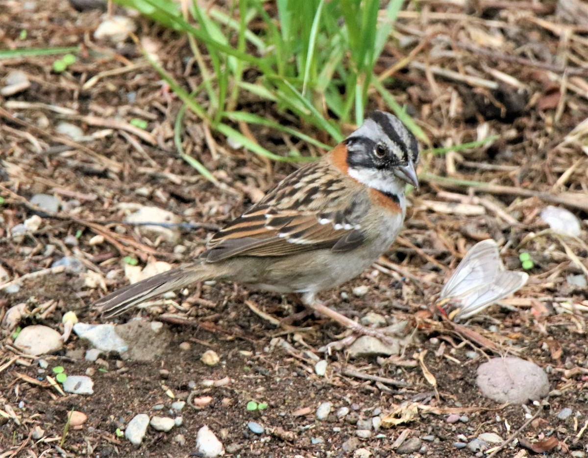 Rufous-collared Sparrow - ML569180861