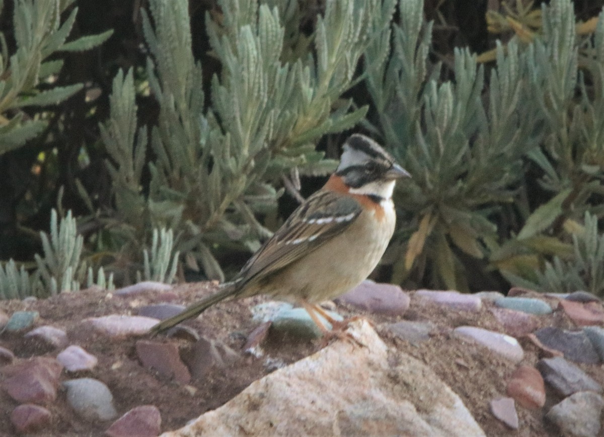 Rufous-collared Sparrow - ML569180871