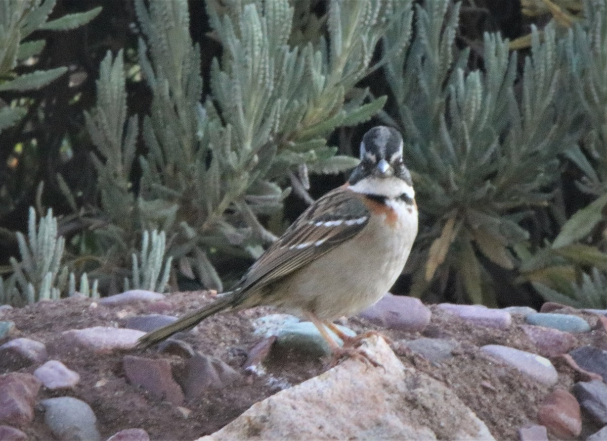 Rufous-collared Sparrow - ML569180881