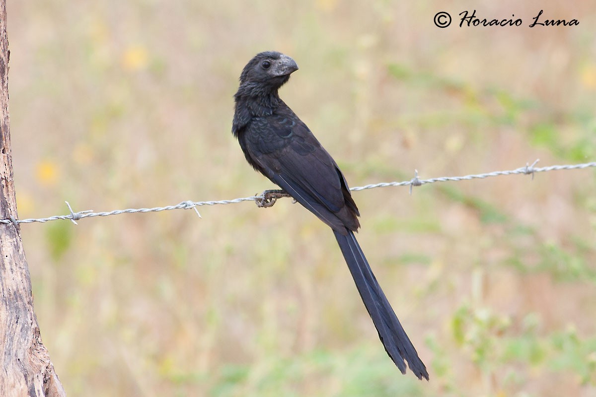 Groove-billed Ani - Horacio Luna