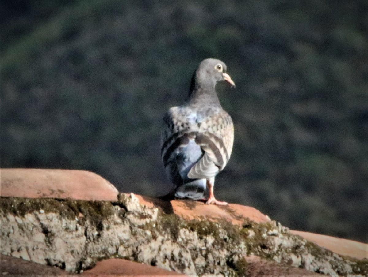 Spot-winged Pigeon - ML569181201