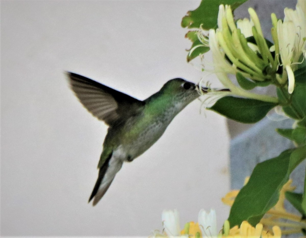 White-bellied Hummingbird - ML569181411