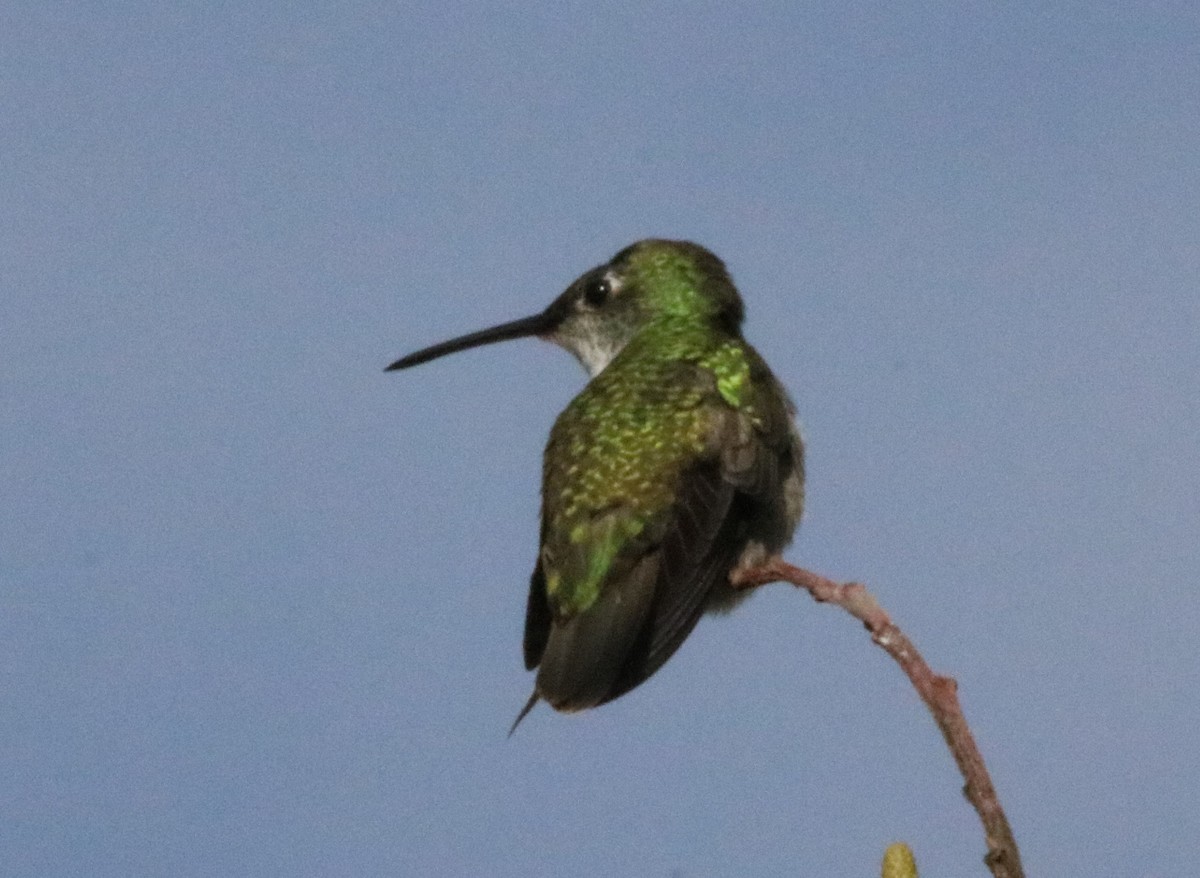 White-bellied Hummingbird - ML569181421