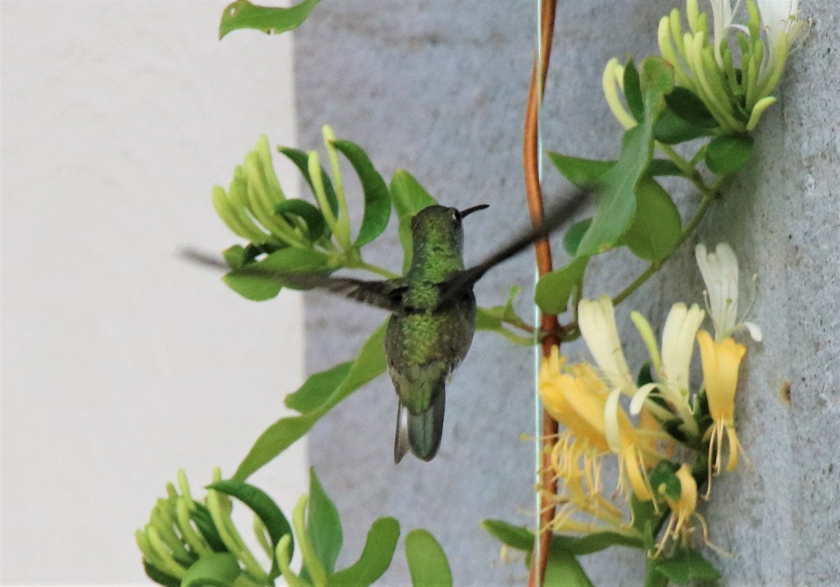 White-bellied Hummingbird - ML569181431