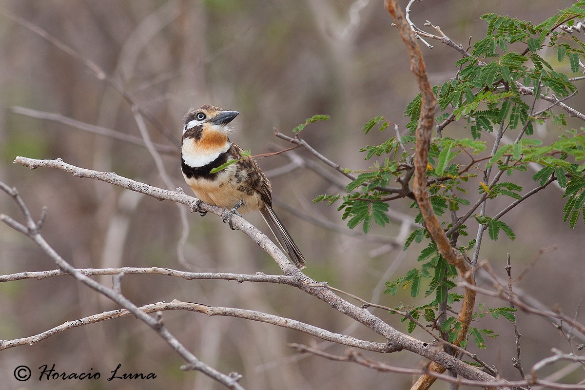 Russet-throated Puffbird - ML56918151