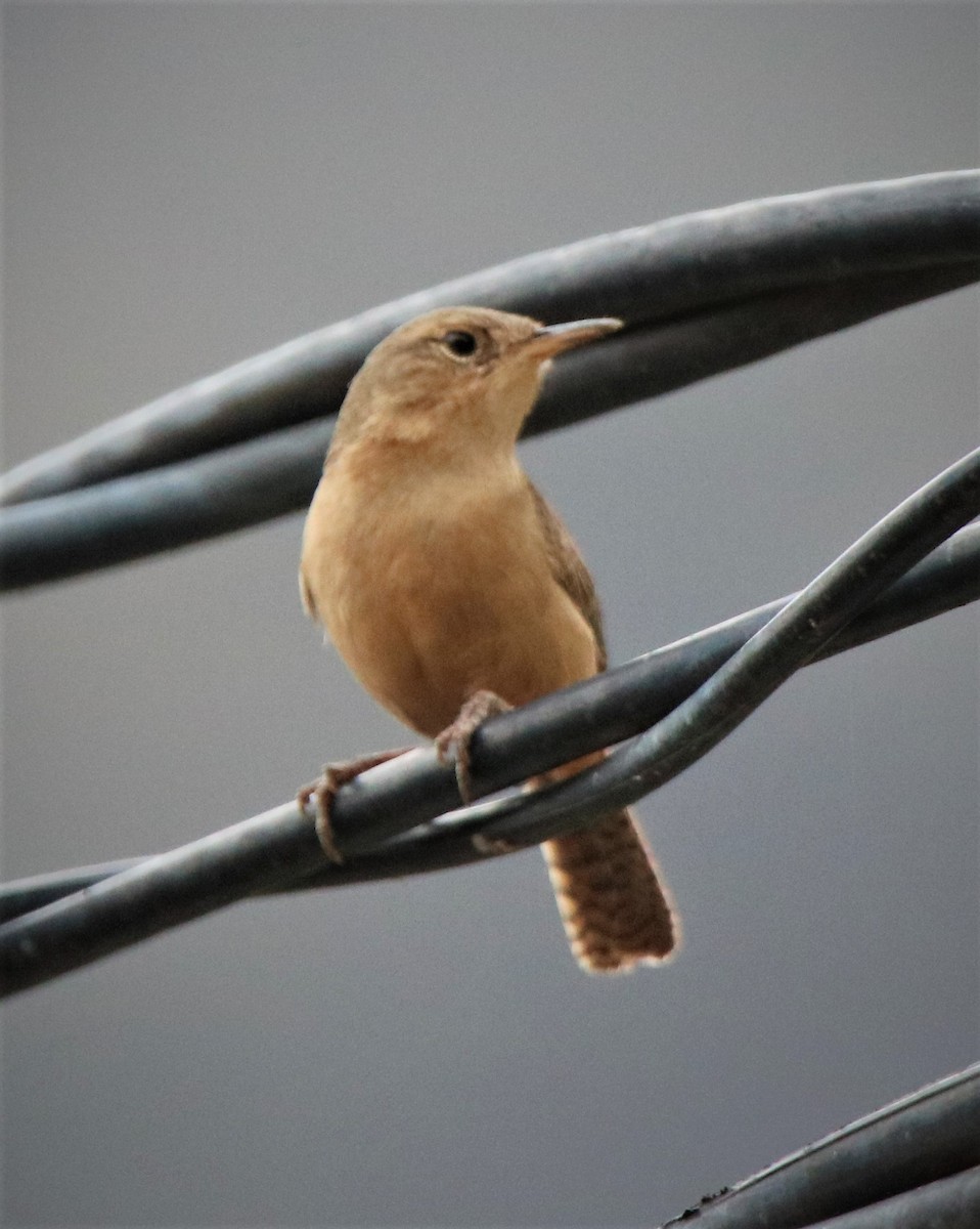 House Wren - ML569181951